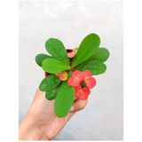 Videolu Kırmızı Çiçekli Milli Dikenler Tacı 1 Adet Saksılı 5-10cm Bahçe-salon Bitkisi Euphorbia