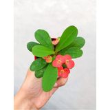 Videolu Kırmızı Çiçekli Milli Dikenler Tacı 5-15 Cm Saksılı Çiçekli Bodur Bitkiler Red Euphorbia