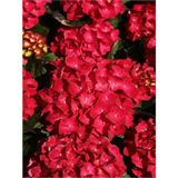 Videolu Kırmızı Çiçekli Ortanca Fidanı 30-60 Cm Tüplü Çiçekli Bodur Bitkiler Red Hydrangea