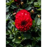 Videolu Kırmızı Dahlia Yıldız Çiçeği Fidanı 1 Adet Saksılı 20- 40 Cm Iç/dış Mekan Bitkisi Dahlia