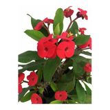 Videolu Kırmızı Dikenler Tacı Çiçeği Fidanı 1 Adet Saksılı 15-25Cm Ofis Salon Bitikisi (Euphorbia)