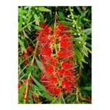 Videolu Kırmızı Fırça Çalısı Çiçeği Fidanı 1 Adet Saksılı/Tüplü 60-80Cm Bahçe Bitkisi (Callistemon)