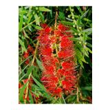 Videolu Kırmızı Fırça Çalısı Çiçeği Fidanı 1 Adet Saksılı/Tüplü 60-80Cm Bahçe Bitkisi (Callistemon)