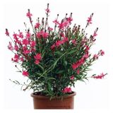 Videolu Kırmızı Gavura Çiçeği Fidanı 40-60 Cm Saksılı Çiçekli Bodur Bitkiler Gaura