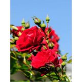Videolu Kırmızı Gül Fidanı Kokulu Saksılı 1 Adet [10-15 cm] Dış Mekan Bitkisi Red Rose
