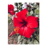 Videolu Kırmızı Japon Gülü (30 50 Cm)1 Adet Saksılı Çiçekli Bodur Bitki Hibiscus Rosa-Sinensis
