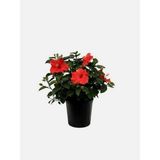Videolu Kırmızı Japon Gülü Çiçeği Fidanı 1 Adet Saksılı/ Tüplü 40-45 cm (Japanese Camellia)