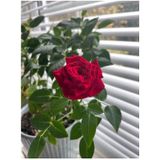 Videolu Kırmızı Kokulu Yediveren Gül Fidanı 30 60 Cm Saksılı 1 Adet Aşılı Gül Red Rose