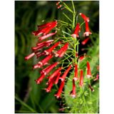 Videolu Kırmızı Mercan Çiçeği 1 Adet Saksılı/tüplü 35-60CM (Russelia Equisetiformis)