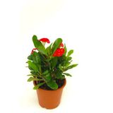 Videolu Kırmızı Milli Dikenler Tacı 1 Adet Saksılı 15-30 cm Kaktüs İç Mekan Bitkisi (Euphorbia)