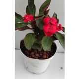 Videolu Kırmızı Milli Dikenler Tacı 1 Adet Saksılı 15-30Cm Salon Bitkisi Kaktüs (Euphorbia)