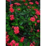 Videolu Kırmızı Milli Dikenler Tacı Çiçeği 1 Adet Saksılı 15-25cm Bahçe-salon Bitkisi Euphorbia