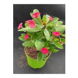 Videolu Kırmızı Milli Dikenler Tacı Çiçeği Fidanı 25-55 cm Saksılı İç Mekan Bitkileri Red Euphorbia
