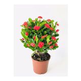 Videolu Kırmızı Milli Dikenler Tacı Dolgun Gösterişli Bitki 1 Adet Saksılı 20-40 Cm Euphorbia