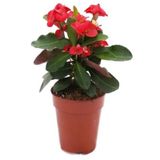Videolu Kırmızı Milli Dikenler Tacı Mini Boy 1 Adet Saksıllı 10-20cm Salon Bitkisi Euphorbia Red