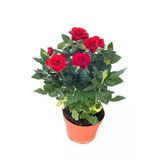 Videolu Kırmızı Minyatür Gül Fidanı 1 Adet Saksılı/ Tüplü 20-40cm Bahçe Teras Bitkisi (RED ROSE)