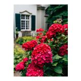 Videolu Kırmızı Ortanca Çiçeği Fidanı 40-60 Cm Saksılı Çiçekli Bodur Bitkiler Hydrangea