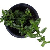 Videolu Kırmızı Renk Buz Çiçeği Fidanı 10-15 cm Tüplü Çiçekli Bodur Bitkiler Aptenia Cordifolia
