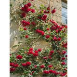 Videolu Kırmızı Sarmaşık Gül Fidanı Kokulu 90 140 Cm 1 Adet Tüplü Aşılı Gül Red Rose