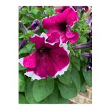 Videolu Kırmızı Uçları Beyaz Petunya Çiçeği Askılı Sarkaç Saksıda 1 Adet 40-5cm Petunia