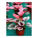 Videolu Kırmızı Yaprak Pembe Begonya Çiçeği Fidanı 1 Adet Saksılı 20-40Cm (Pink Begonia)