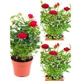 Videolu Kırmızı Yediveren Kokulun Gül Fidanı 3 Adet Saksılı Dış Mekan Bitkisi 35-60 Cm Red Rose