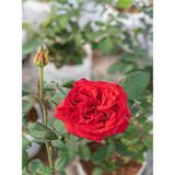 Videolu Kırmızı Yediveren Mis Kokulu Gül Fidanı 3 Adet Saksılı 50-90 Cm Red Rose Sapling