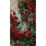 Videolu Kırmızı Yediveren Sarmaşık Kokulu 3 Adet Gül Fidanı Saksılı 80-160cm Climbing Rose