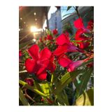 Videolu Kırmızı Zakkum Çiçeği 1 Adet 30-60Cm Çok Yıllık Dış Mekan Bitkisi (Nerium Oleander)