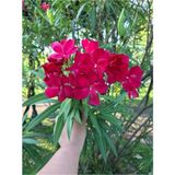 Videolu Kırmızı Zakkum Çiçegi Fidanı 80 100 Cm 1 Adet Tüplü Red Oleander