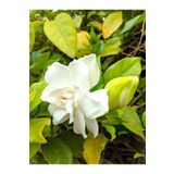 Videolu Kokulu 1 Adet Beyaz Gardenya Çiçeği Saksılı 25-40cm Salon Bitkisi White Gardenia Flower