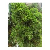 Videolu Kokulu 1 Adet Limoni Servi Fidanı Saksılı 30-50 cm (Lemon Cypress Sapling)