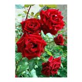 Videolu Kokulu 3 Adet Kırmızı Gül Fidanı Saksılı 50-80cm Red Rose Sapling
