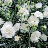 Videolu Kokulu Beyaz Karanfil Çiçeği Fidanı 15-30cm Saksılı Çiçekli Bodur Bitkiler White Carnation