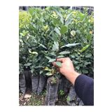 Videolu Kokulu Defne Fidanı 5 Adet Tüplü 60-100 cm Dış Mekan Bitkisi (Laurus Nobilis)