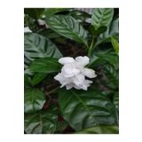Videolu Kokulu Gardenya Bitkisi 25-40 cm Saksılı/tüplü Dış Mekan Sarmaşık Bitkileri Jasminoides