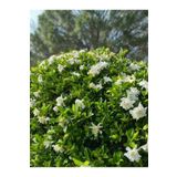 Videolu Kokulu Gardenya Çiçeği (40 60 Cm)1 Adet Saksılı Çiçekli Iç/ Dış Mekan Bitkisi Gardenia