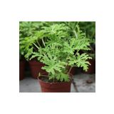 Videolu Kokulu Itır Bitkisi 1 Adet Saksılı 15-25CM Iç Mekan Teras Bitkisi Pelargonium Odoratissimum