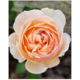 Videolu Kokulu Kavun Içi Bulgar Gülü Fidanı 40-60cm Saksılı Çiçekli Bodur Bitkiler Bulgarian Rose