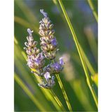 Videolu Kokulu Lavanta Fidesi 20 Adet 15-20 Cm Tüplü Dış Mekan Lavander