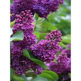 Videolu Kokulu Leylak Fidanı Çiçeği 40-60 Cm Saksılı Çiçekli Bodur Bitkiler Lilac