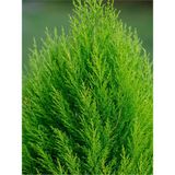 Videolu Kokulu Limon Çamı Limoni Servi (30 40 Cm)1 Adet Saksılı Dış Mekan Ağaç Cupressus Macrocarpa