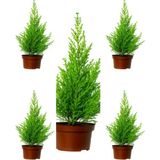 Videolu Kokulu Limoni Servi Fidanı (10 25 Cm)5 Adet Tüplü Dış Mekan Bitkisi Cupressus Macrocarpa
