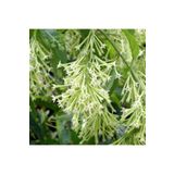 Videolu Kokulu Melisa Çiçeği Fidanı 30-45 Cm Saksılı Çiçekli Bodur Bitkiler Lemon Balm