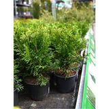 Videolu Kokulu Mini Limoni Servi Fidanı 20 Adet Tüplü/mini Saksılı 10-15 cm ( Miniature Pine Tree )