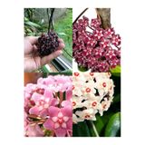 Videolu Kokulu Mum Çiçeği Bitkisi 4 Adet Saksılı 10-20cm Iç Mekan Salon Bitkisi (HOYA)