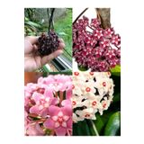 Videolu Kokulu Mum Çiçeği Bitkisi 4 Adet Saksılı 10-20cm Iç Mekan Salon Bitkisi (HOYA)