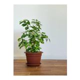 Videolu Kokulu Ofis Bitkisi 1 Adet Gardenya Çiçeği Saksılı 30-50cm Gardenia Flower