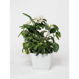 Videolu Kokulu Ofis Bitkisi Hediyelik 1 Adet Gardenya Çiçeği Saksılı 30-50cm Gardenia Flower