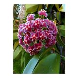 Videolu Kokulu Pembe Mum Çiçeği Sarmaşık 1 Adet Saksılı 10-20cm Iç-dış Mekan Bitkisi (HOYA CARNOSA)